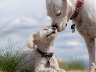 Quel est le prix d'une castration pour un chien ?