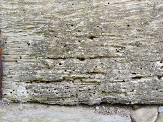 Comment reconnaitre les insectes xylophages