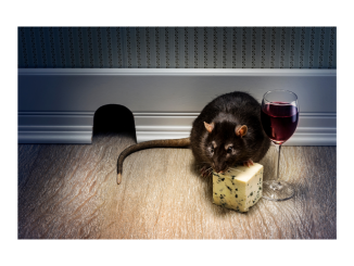 Comment faire sortir un rat de sa cachette ?