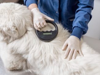 Comment se débarrasser des puces ?