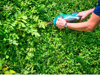 Quand tailler les haies ?