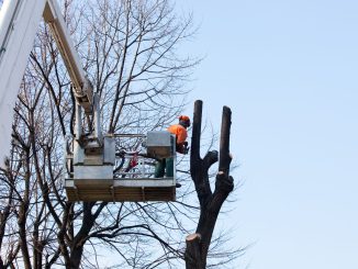 Elagage d'octobre, comment savoir quoi faire ?