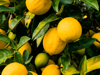 Où doit-on planter un citronnier ? 