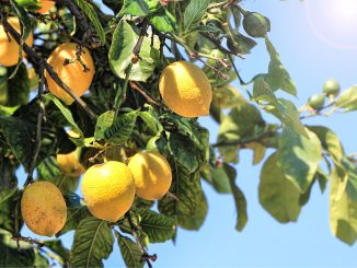Peut-on laisser un citronnier en extérieur pendant la période de froid ?