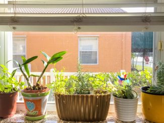 Comment réaliser un potager en intérieur ?