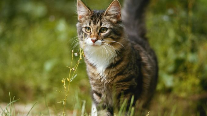 Comment calculer l’âge chat en humain ?