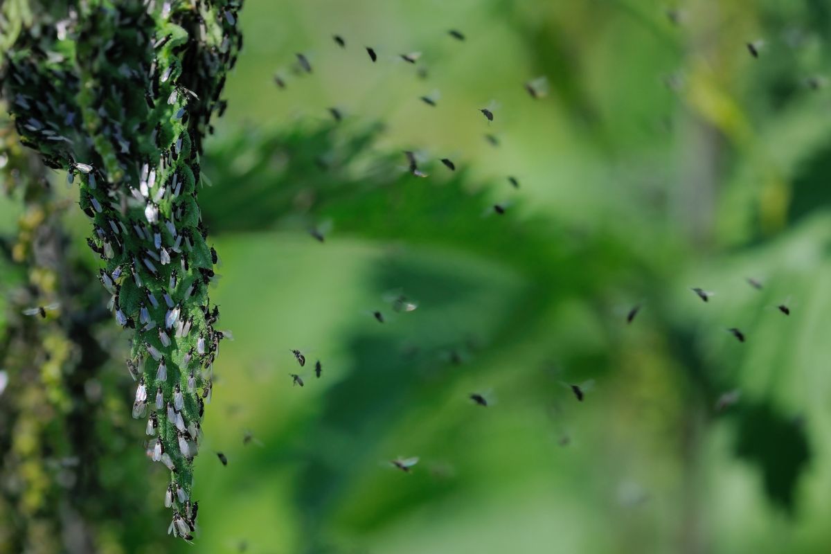 Remède de grand-mère contre les moucherons dans les plantes