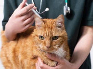 Quel prix pour une puce électronique pour un chat ?