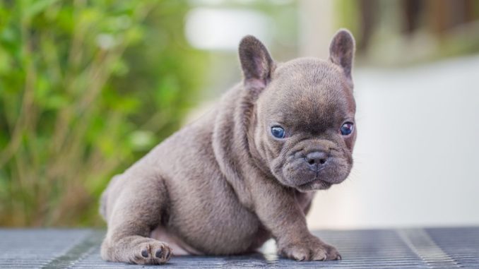 En 2025, le bouledogue français bleu est-il toujours populaire ?